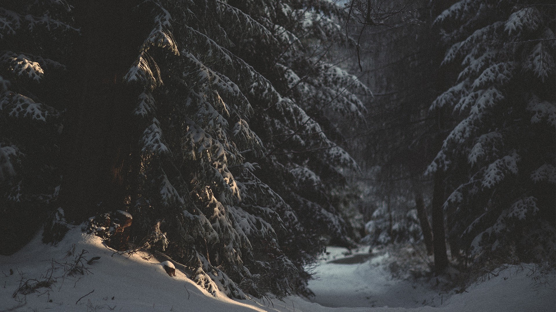 snow, Trees, Forest, Nature Wallpaper