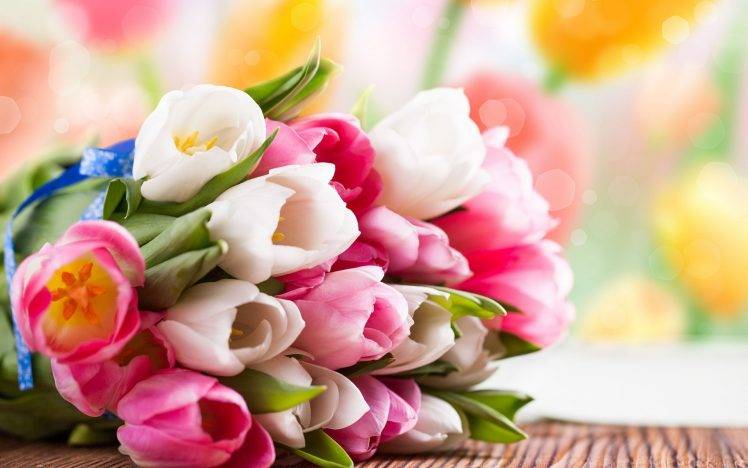 nature, Tulips, Flowers HD Wallpaper Desktop Background