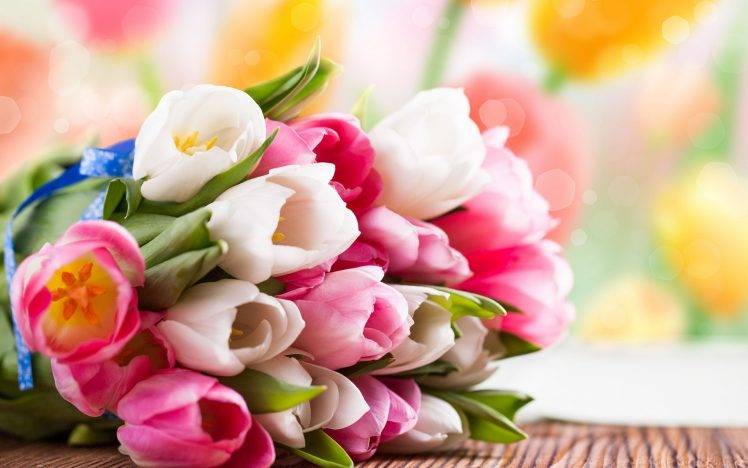 Nature Tulips Flowers Wallpapers Hd Desktop And Mobile Backgrounds