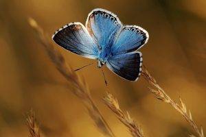 nature, Butterfly, Blue, Macro