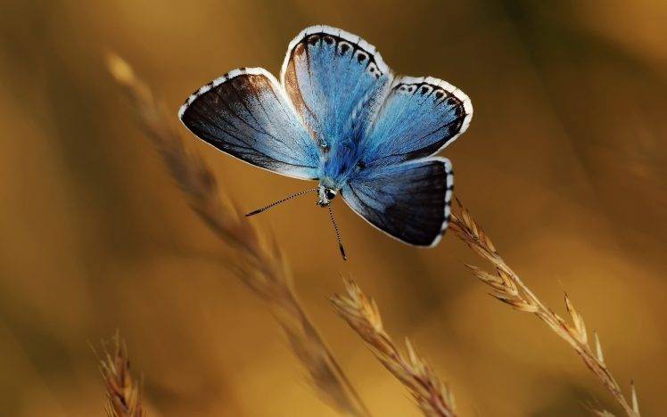 nature, Butterfly, Blue, Macro HD Wallpaper Desktop Background