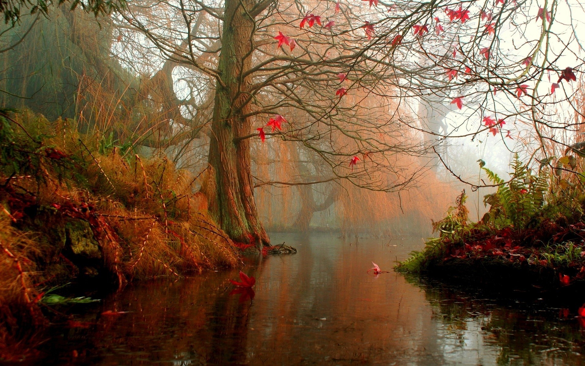 lake, Trees Wallpaper