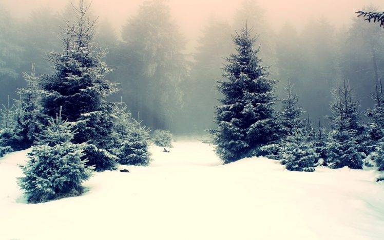 snow, Winter, Mist, Trees, Nature, Forest HD Wallpaper Desktop Background