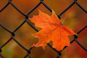 nature, Leaves, Maple Leaves, Closeup, Fence, Fall, Metal, Depth Of Field