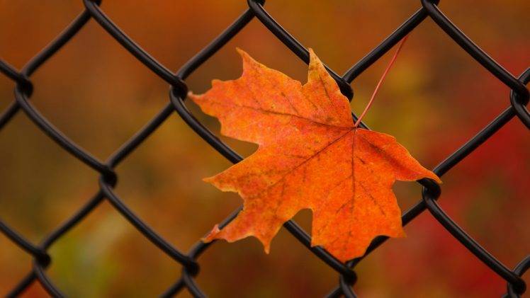 nature, Leaves, Maple Leaves, Closeup, Fence, Fall, Metal, Depth Of Field HD Wallpaper Desktop Background