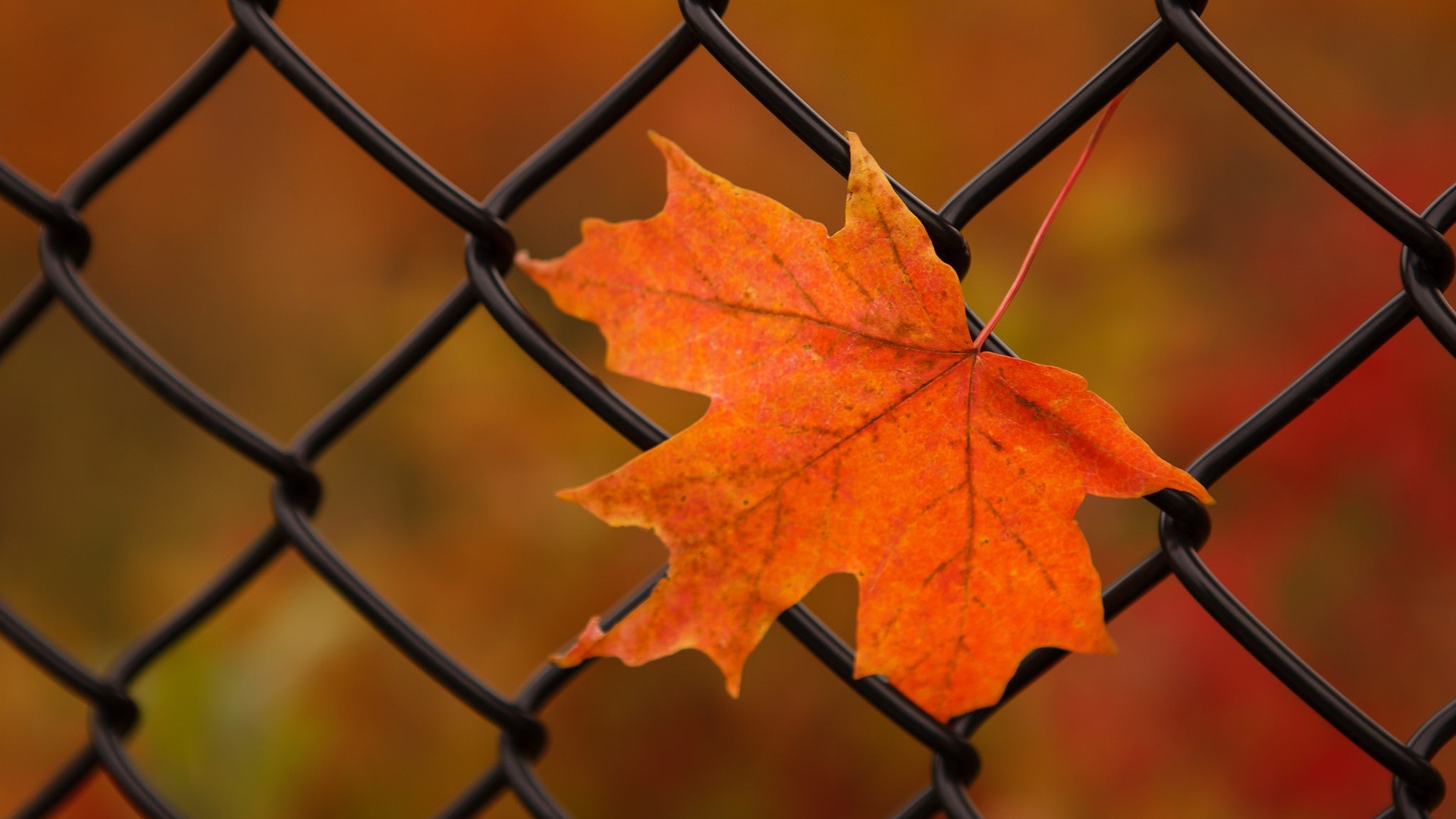 nature, Leaves, Maple Leaves, Closeup, Fence, Fall, Metal, Depth Of Field Wallpaper