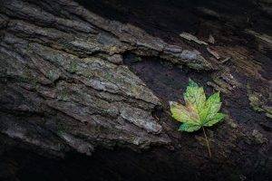 nature, Leaves, Maple Leaves, Closeup, Wood, Branch, Moss