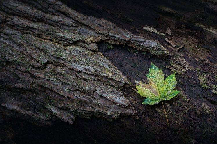 nature, Leaves, Maple Leaves, Closeup, Wood, Branch, Moss HD Wallpaper Desktop Background