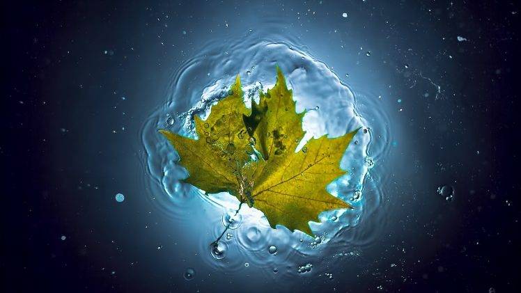 nature, Leaves, Maple Leaves, Closeup, Underwater, Water, Bubbles, Lights HD Wallpaper Desktop Background