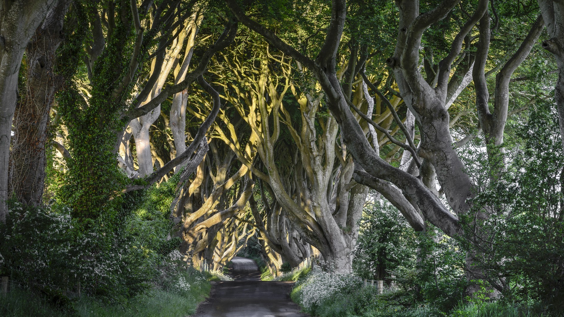 trees, Road, White Flowers Wallpaper