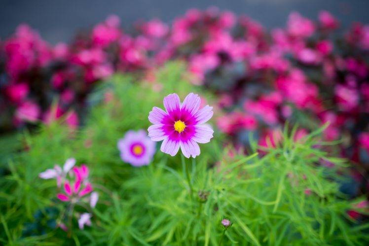 plants, Flowers, Macro HD Wallpaper Desktop Background