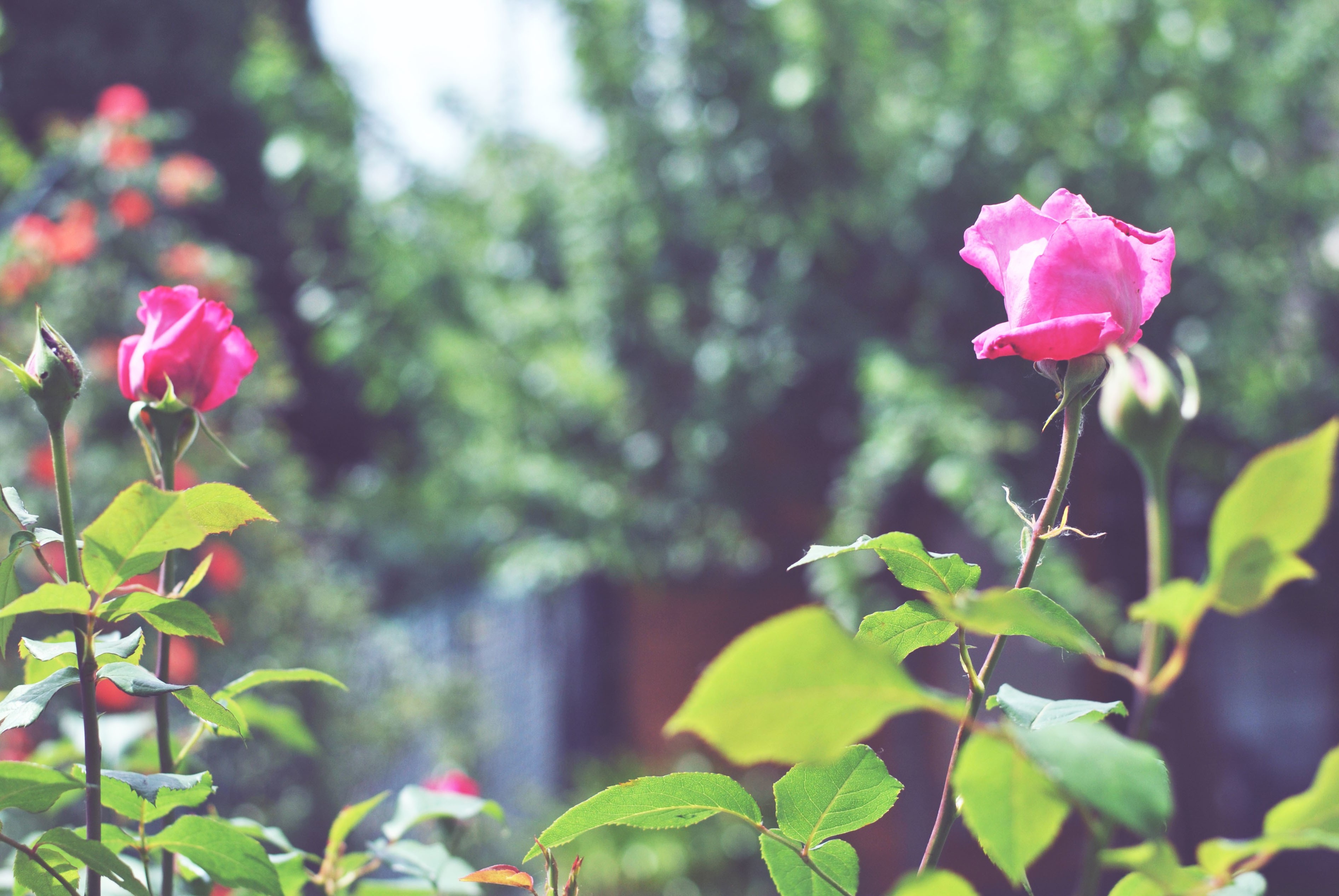 plants, Flowers Wallpaper