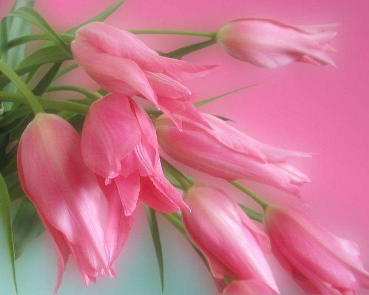 flowers, Pink, Green HD Wallpaper Desktop Background