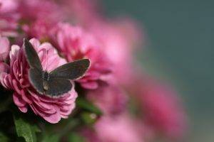 butterfly, Macro, Flowers