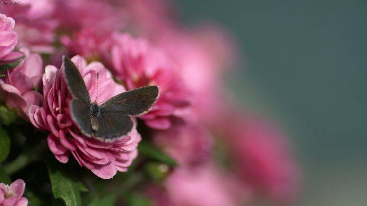 butterfly, Macro, Flowers HD Wallpaper Desktop Background