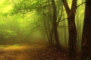 nature, Trees, Forest, Branch, Mist, Path, Leaves, Morning
