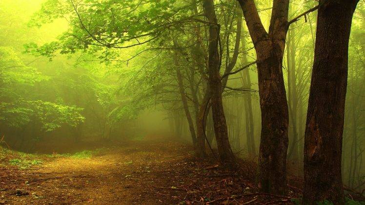 nature, Trees, Forest, Branch, Mist, Path, Leaves, Morning HD Wallpaper Desktop Background