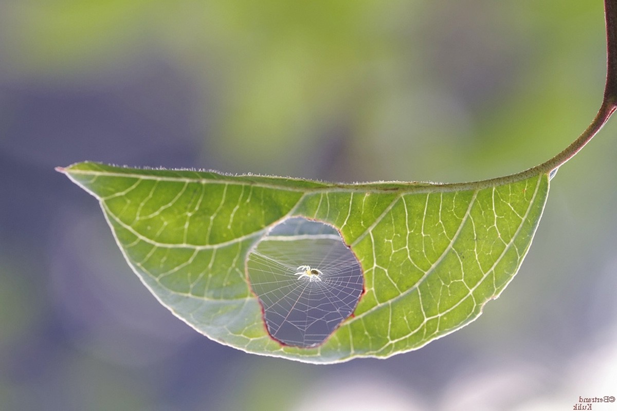 nature, Macro, Closeup, Leaves, Spider, Spiderwebs, Blurred, Depth Of Field Wallpaper