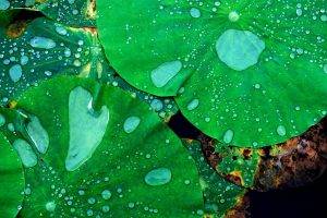nature, Macro, Closeup, Leaves, Lotus Flowers, Water Drops