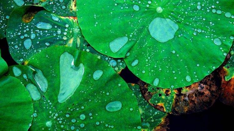 nature, Macro, Closeup, Leaves, Lotus Flowers, Water Drops HD Wallpaper Desktop Background