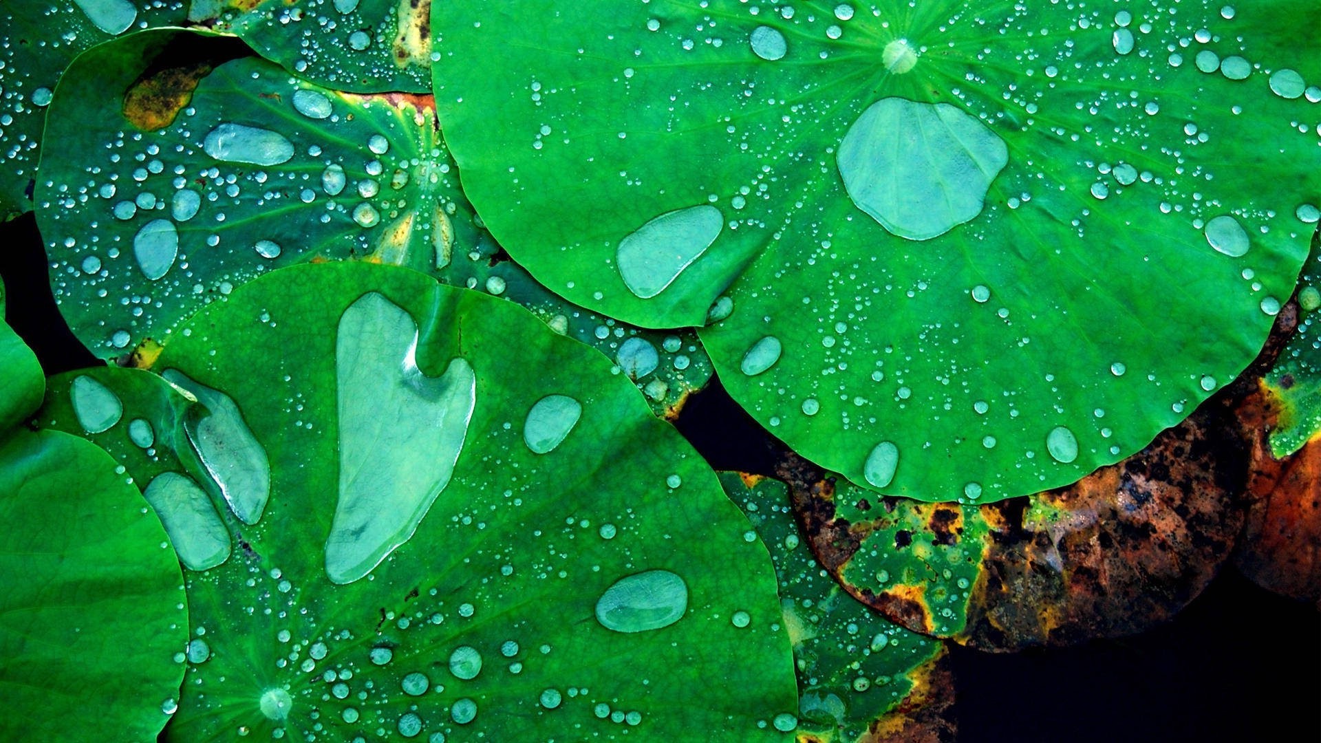nature, Macro, Closeup, Leaves, Lotus Flowers, Water Drops Wallpaper