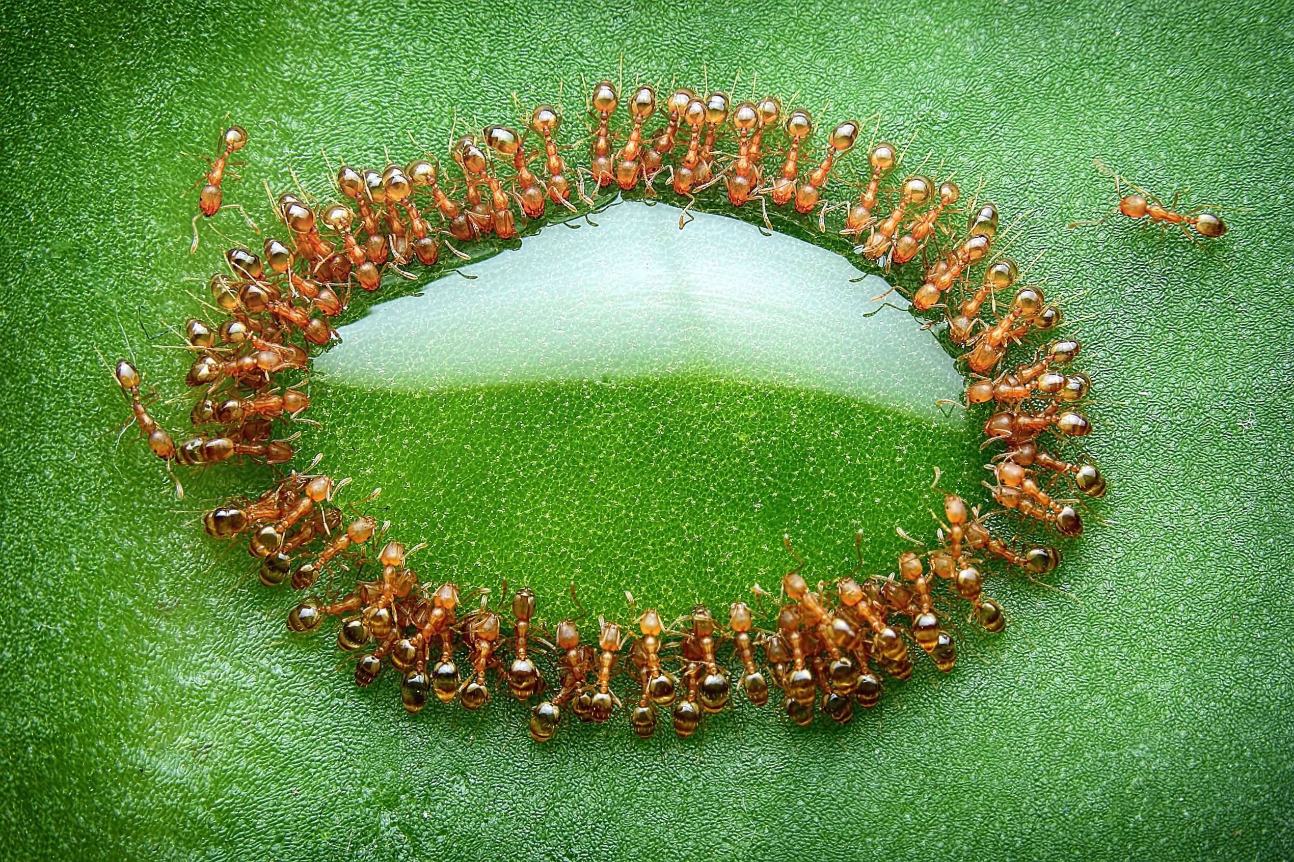 nature, Macro, Closeup, Leaves, Honey, Insect, Ants, Malaysia, Drink, National Geographic, Reflection Wallpaper