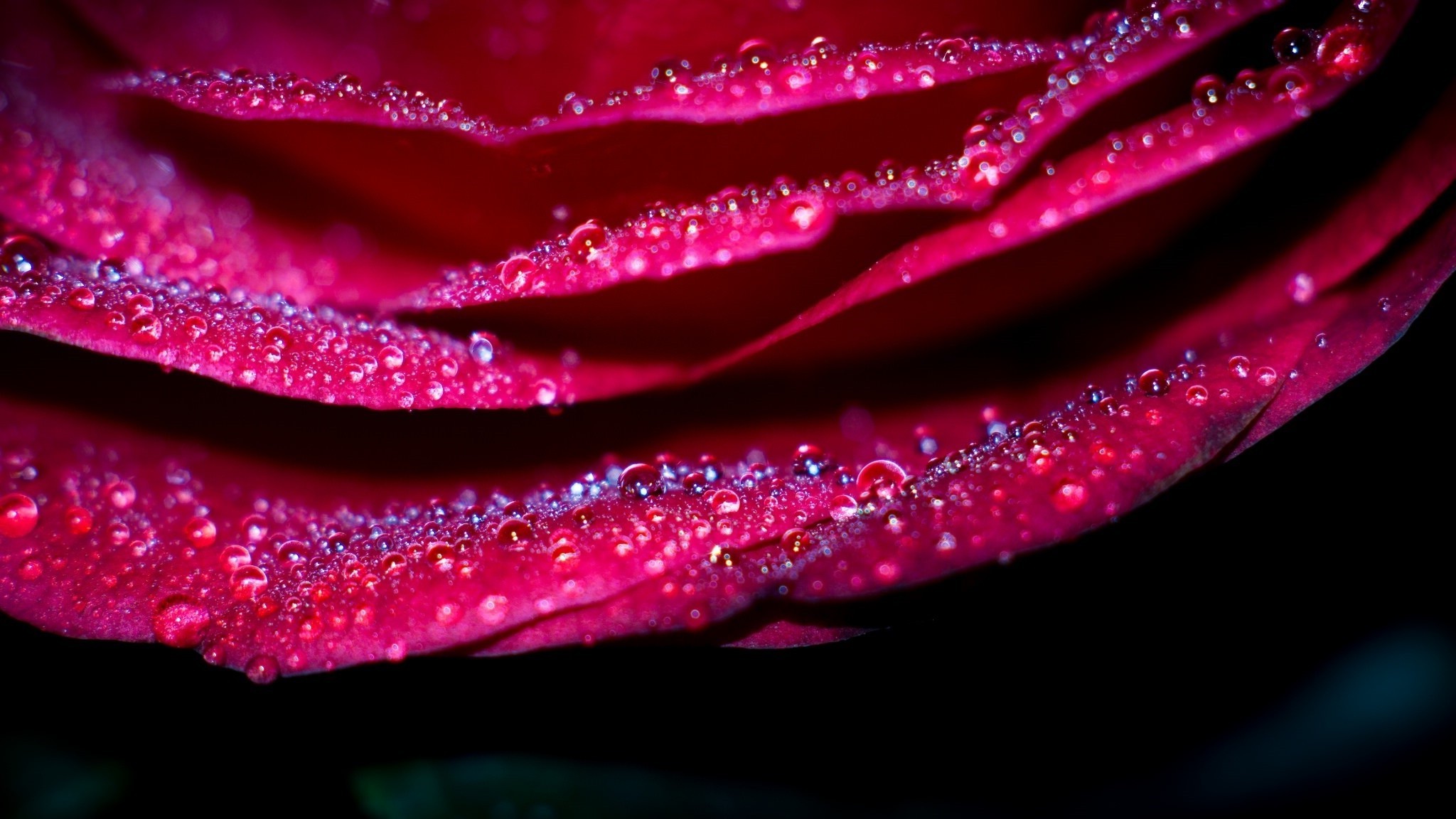 flowers, Macro Wallpaper