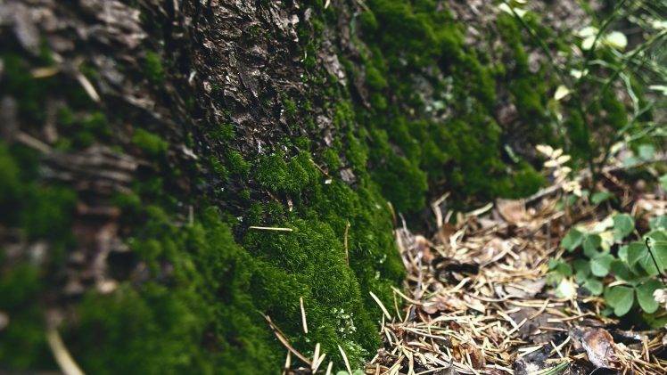 macro, Moss, Closeup, Nature HD Wallpaper Desktop Background