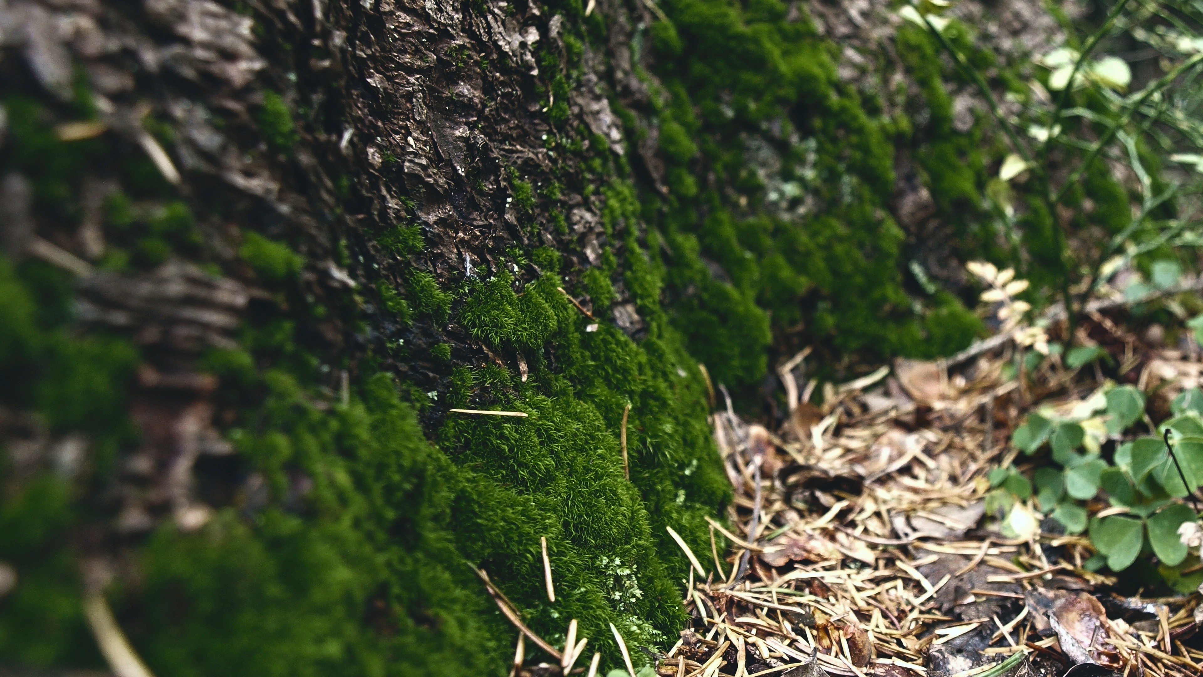 macro, Moss, Closeup, Nature Wallpaper