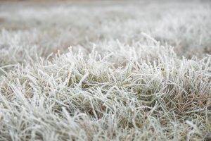 nature, Fall, Frost, Grass