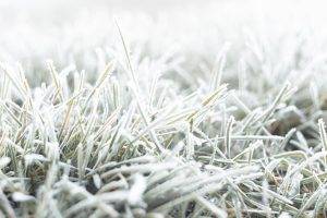 nature, Fall, Grass, Cold, Frost, Ground, Macro