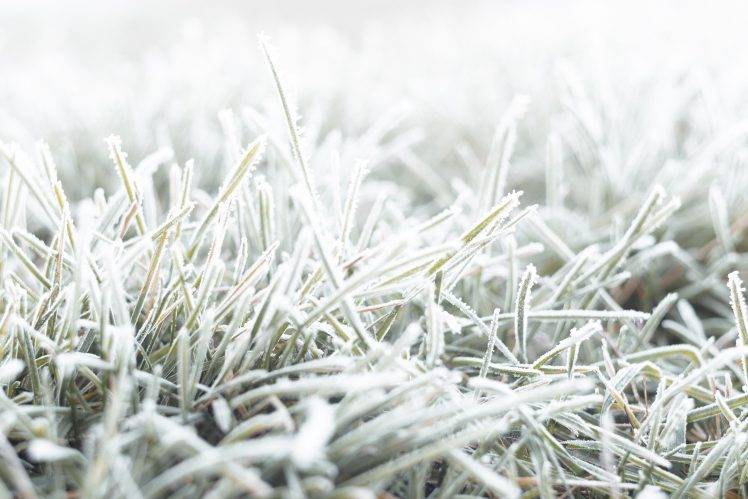 nature, Fall, Grass, Cold, Frost, Ground, Macro HD Wallpaper Desktop Background