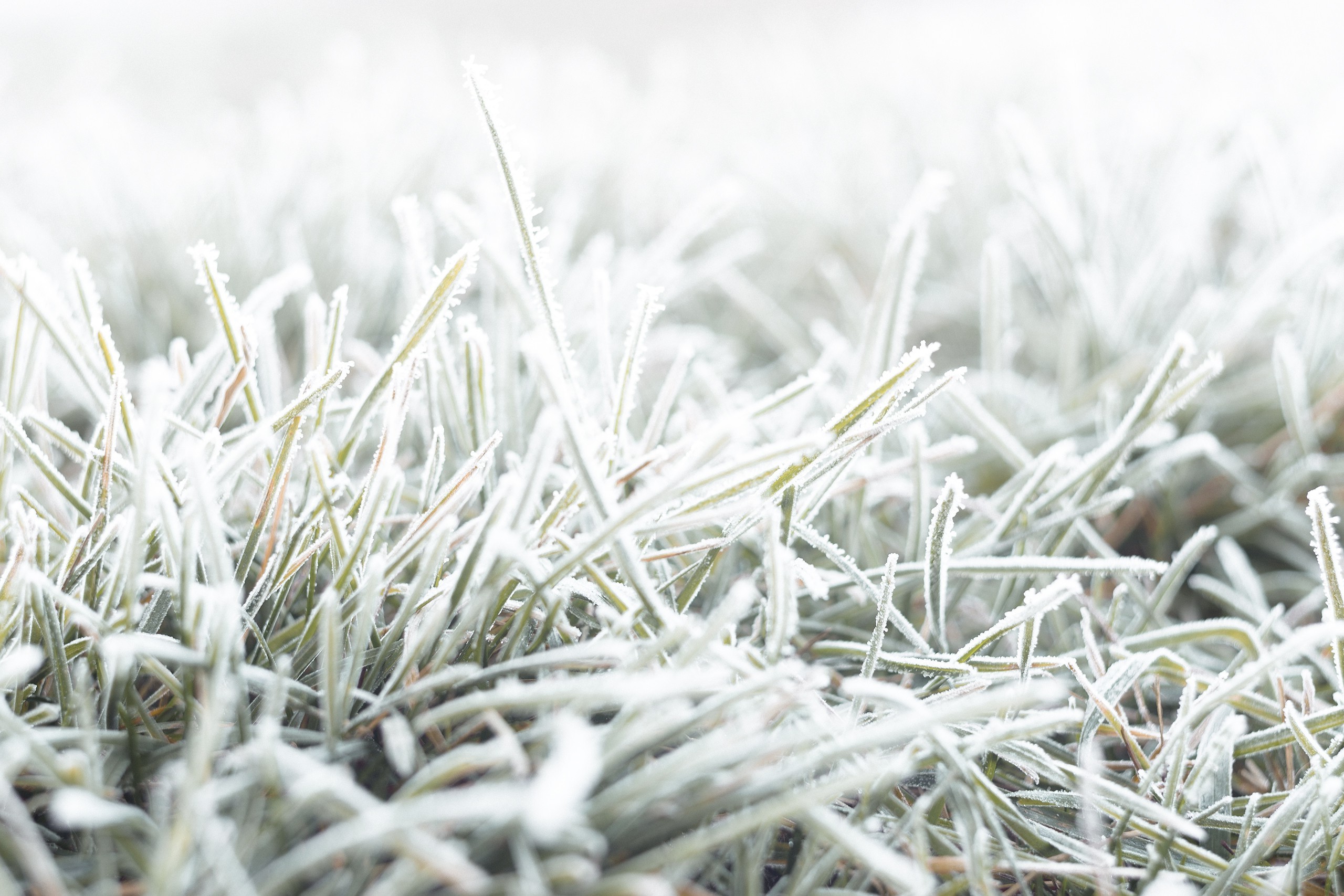 nature, Fall, Grass, Cold, Frost, Ground, Macro Wallpaper