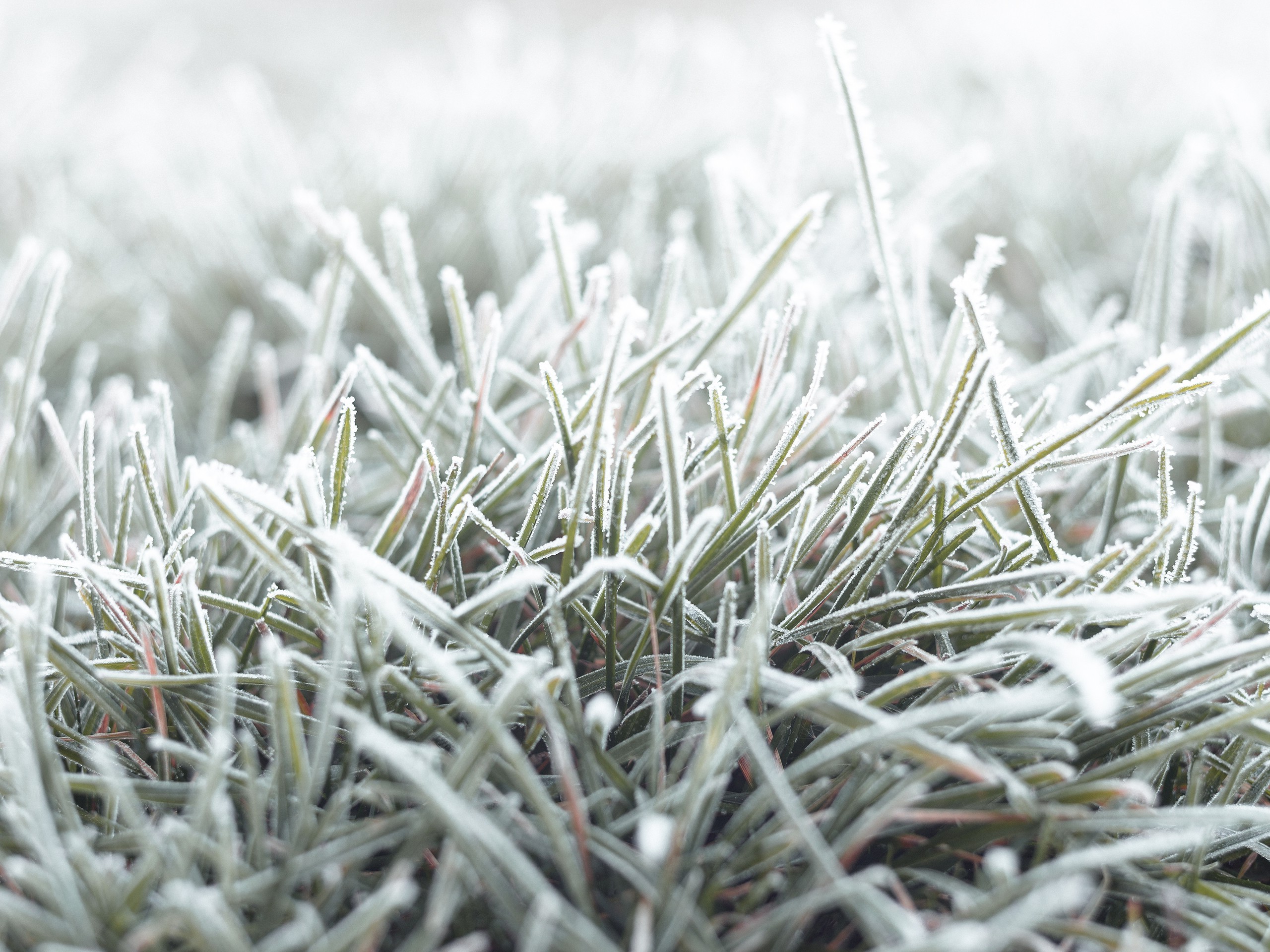nature, Fall, Grass, Cold, Frost, Ground, Macro Wallpaper