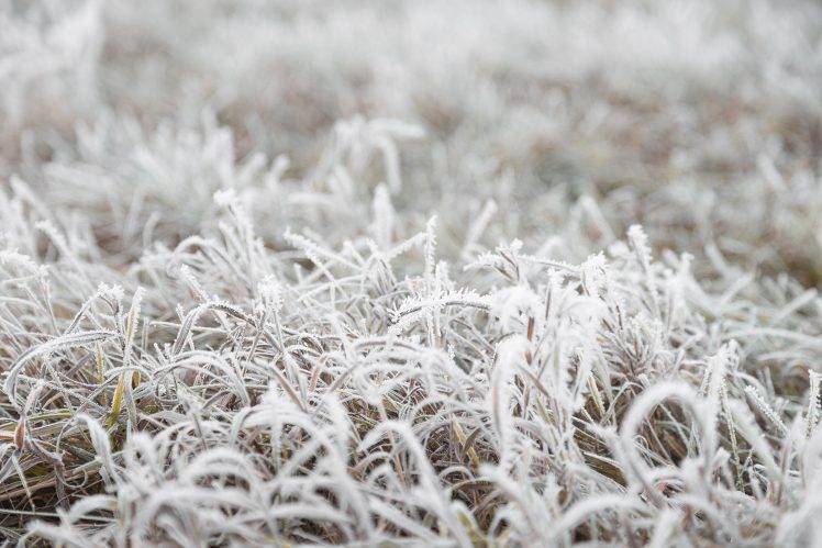 nature, Fall, Grass, Cold, Frost, Ground, Macro HD Wallpaper Desktop Background