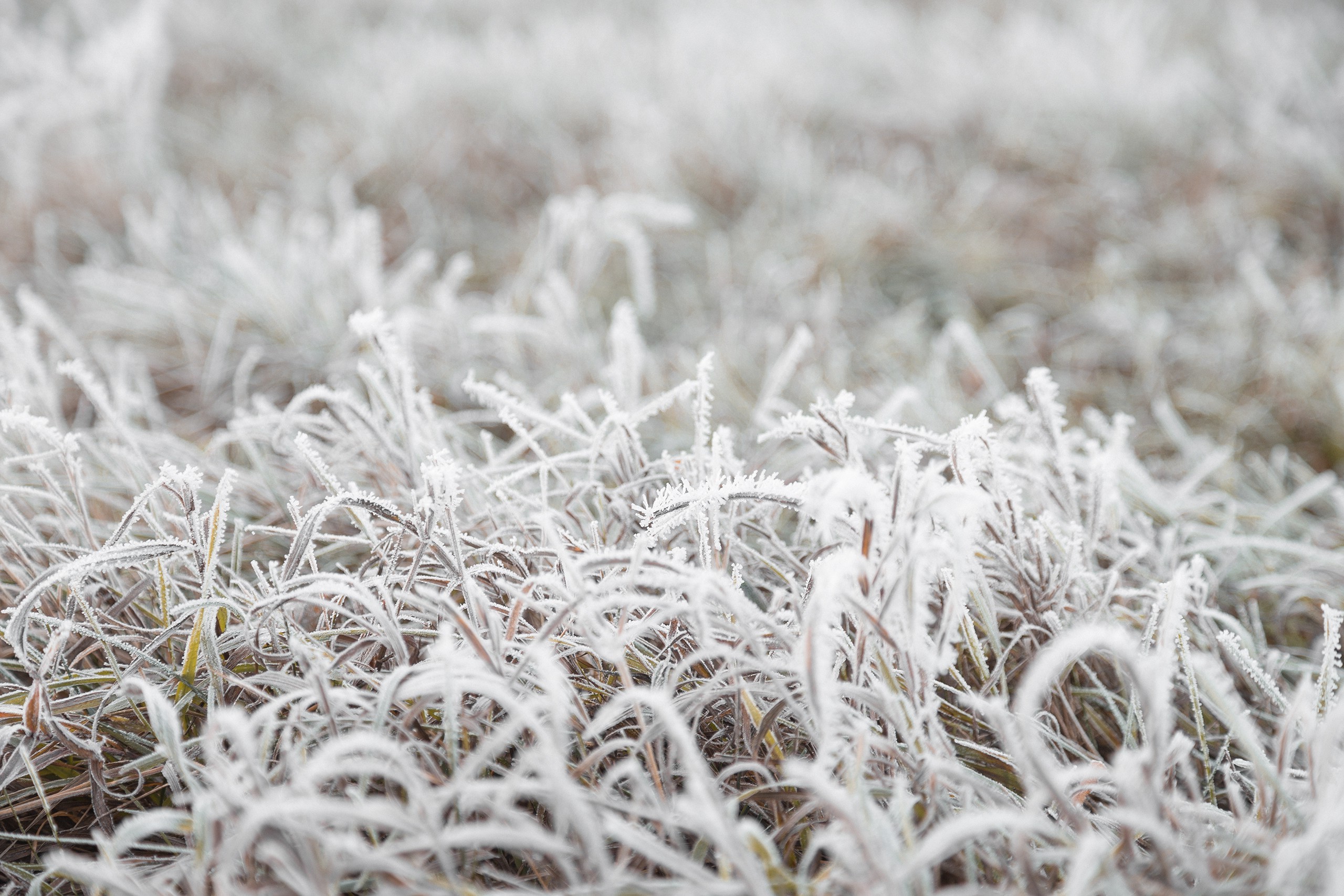 nature, Fall, Grass, Cold, Frost, Ground, Macro Wallpaper