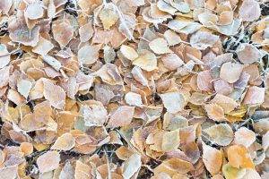 nature, Fall, Cold, Frost, Ground, Texture, Leaves