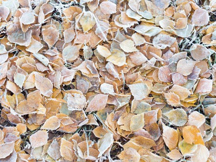 nature, Fall, Cold, Frost, Ground, Texture, Leaves HD Wallpaper Desktop Background