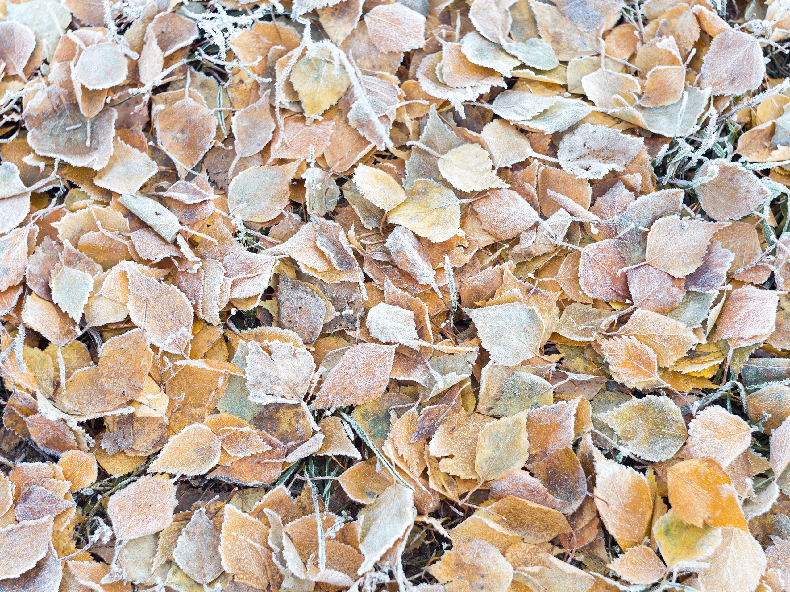 nature, Fall, Cold, Frost, Ground, Texture, Leaves Wallpaper