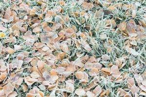 nature, Fall, Grass, Cold, Frost, Ground, Texture, Leaves