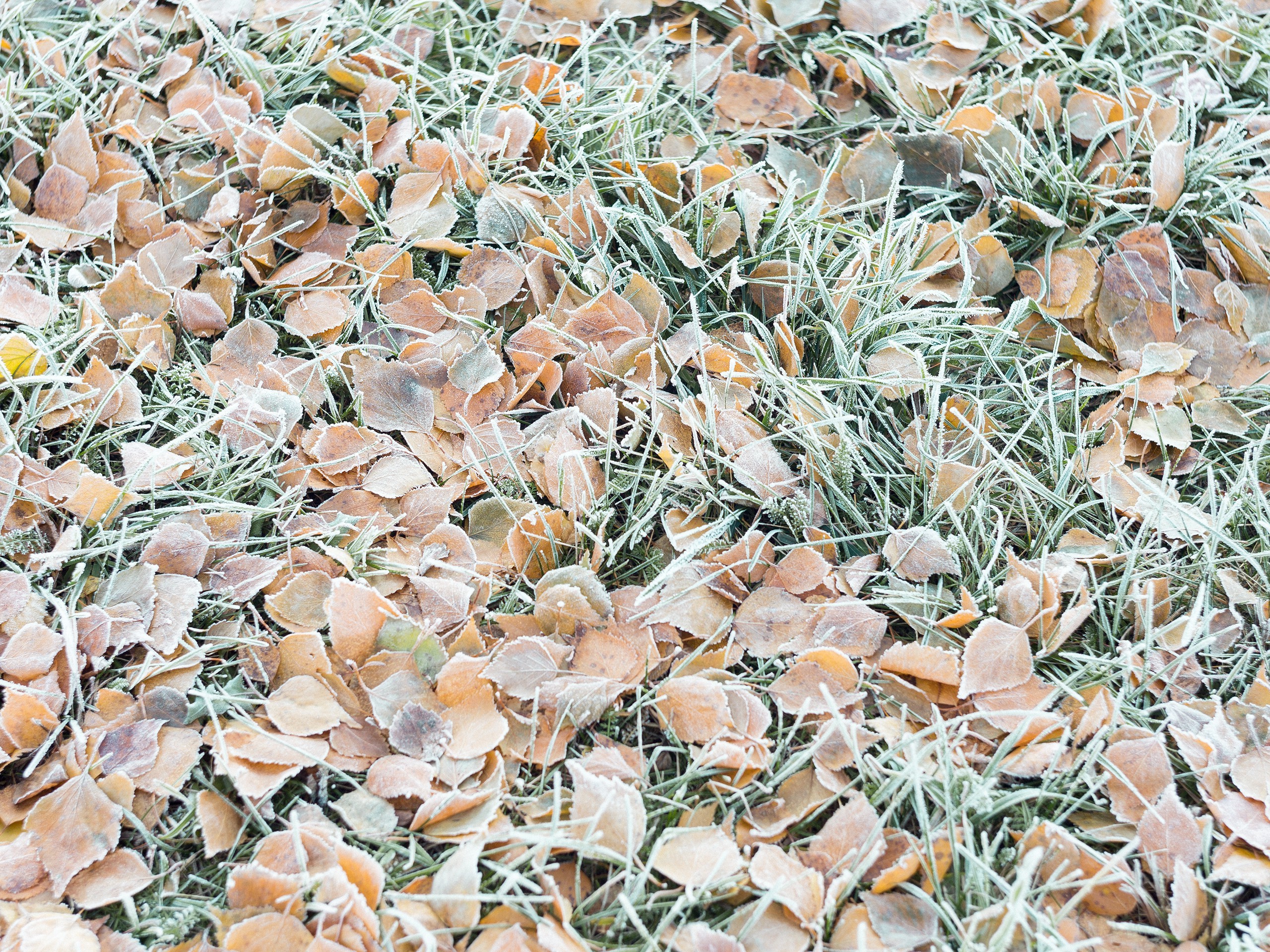nature, Fall, Grass, Cold, Frost, Ground, Texture, Leaves Wallpaper