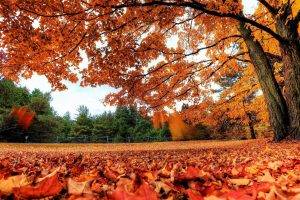 nature, Fall, Trees, Leaves