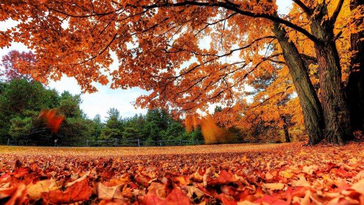 nature, Fall, Trees, Leaves HD Wallpaper Desktop Background