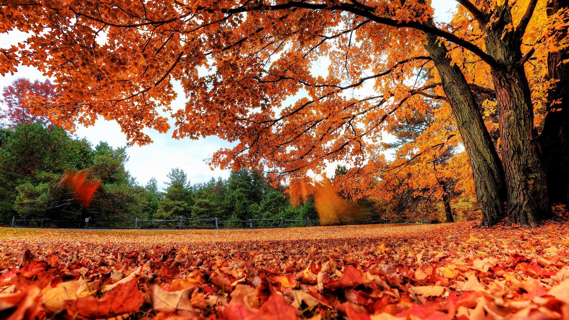 nature, Fall, Trees, Leaves Wallpaper