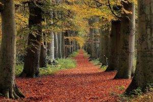nature, Fall, Trees, Leaves, Forest, Path