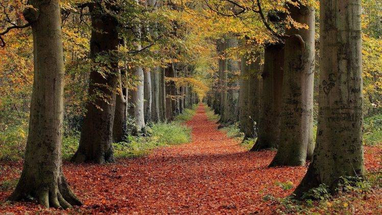 nature, Fall, Trees, Leaves, Forest, Path HD Wallpaper Desktop Background