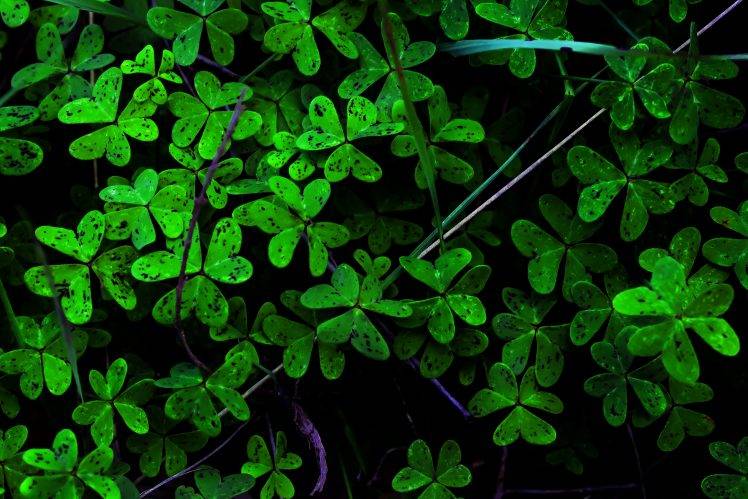green, Get Lucky, Plants, Nature HD Wallpaper Desktop Background