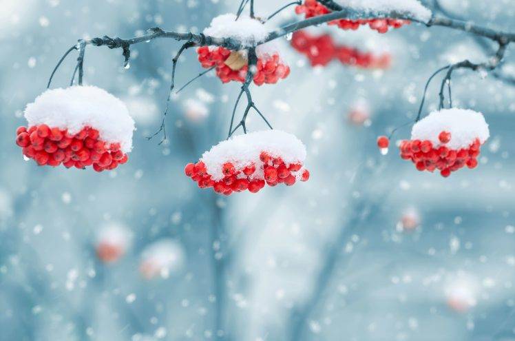 berries, Snow, Nature HD Wallpaper Desktop Background