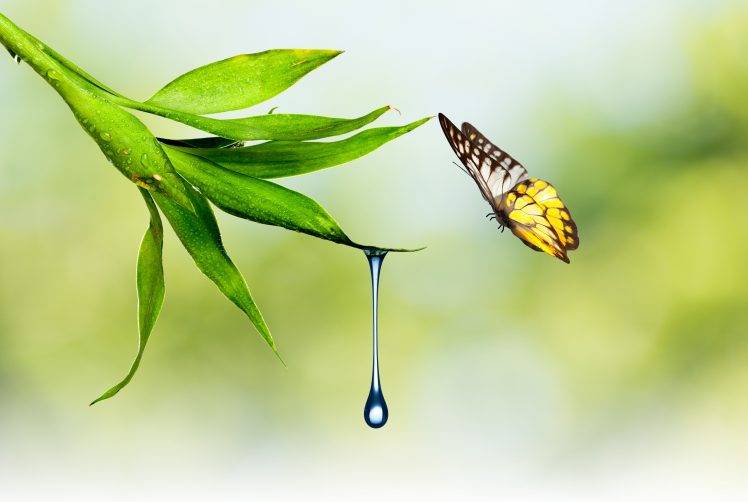 butterfly, Nature, Waterdrop, Plants HD Wallpaper Desktop Background