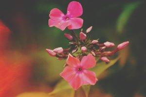 flowers, Pink Flowers